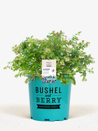 Bushel and Berry® Sapphire Cascade Blueberry