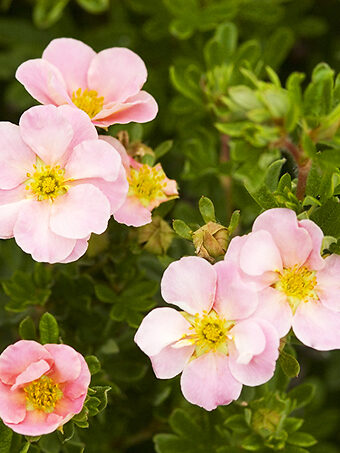 Pink Beauty Cinquefoil