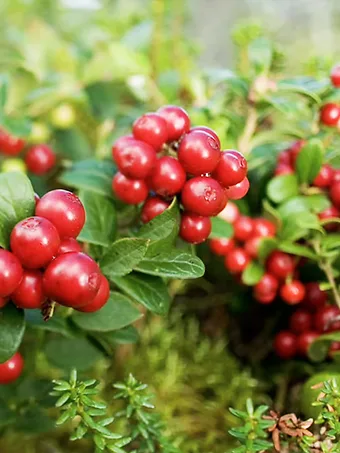 Red Candy Lingonberry