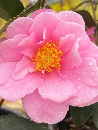 Winter's Joy Camellia
