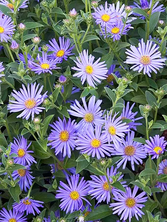 Wood’s Blue Aster