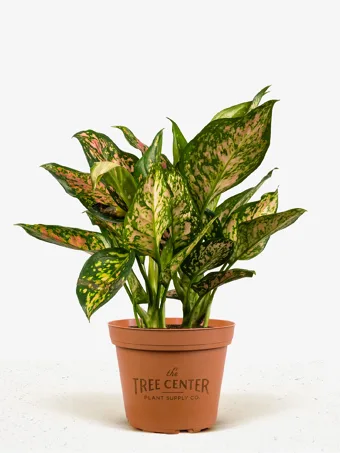 Aglaonema Red Wishes