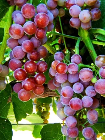Reliance Pink Seedless Grape