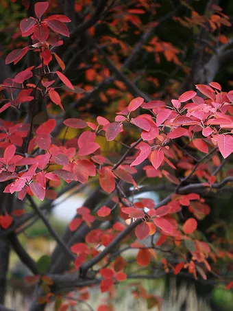 Autumn Brilliance Serviceberry