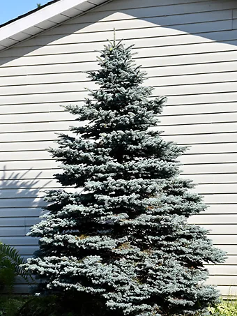 Select Blue Colorado Spruce