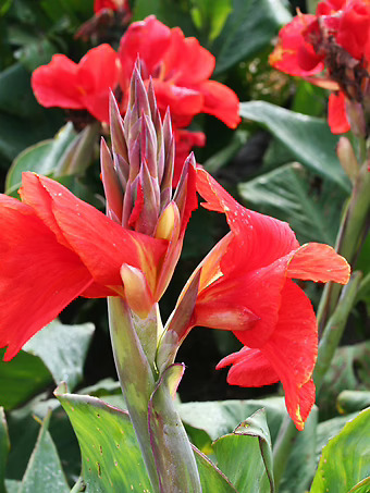 The President Canna Lily Bulbs