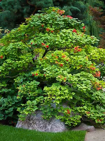 American Cranberry Viburnum