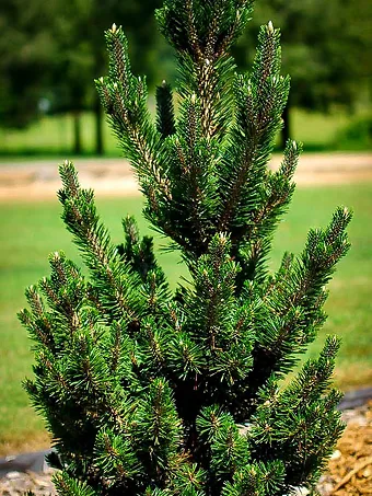 Kotobuki Japanese Black Pine