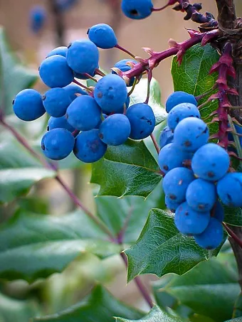 Oregon Grape Holly