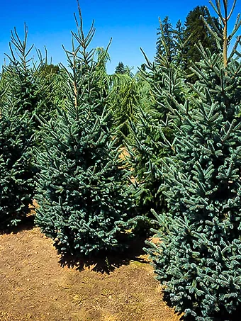 Paul's Select Norway Spruce